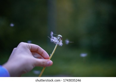 Dandelion parachutes fly away from the wind - Shutterstock ID 1743035246