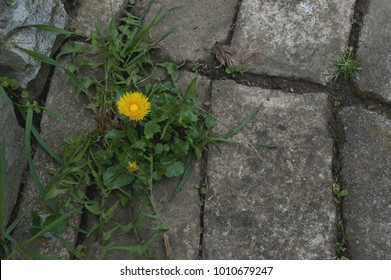 Dandelion Is Photogenic And Beautiful Flower But Also Undesirable As Weeds In A Stone Garden Walkway