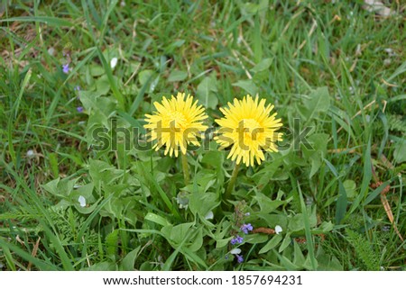 Dandelion plant with a fluffy yellow bud. Yellow dandelion flower growing in the ground. Taraxacum officinale.
