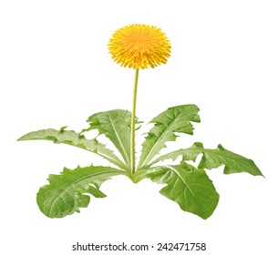 Dandelion Plant Isolated