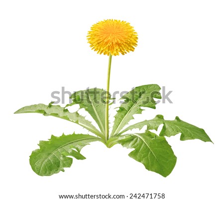 dandelion plant isolated
