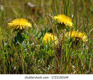 dandelion plant that commonly grows lawns between buildings in the city of Bialystok in the Podlasie region in Poland - Shutterstock ID 1721150149