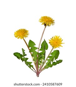 Dandelion plant with yellow flowers isolated cutout on white background