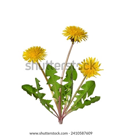 Dandelion plant with yellow flowers isolated cutout on white background