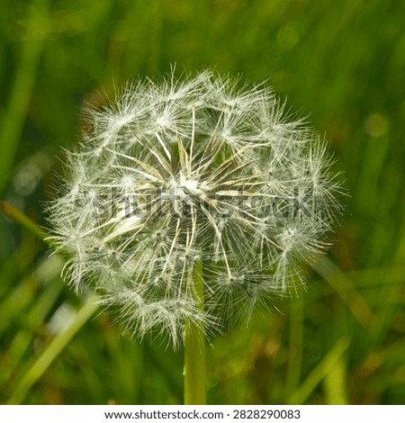 A dandelion puff ，She blew on the dandelion and made a wish.