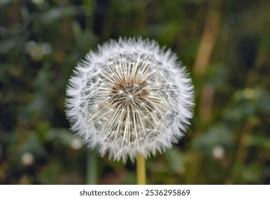 A dandelion puff, a delicate and intricate structure made up of numerous tiny seeds - Powered by Shutterstock