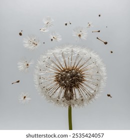 A dandelion puff is the fluffy, white seed head of a dandelion flower. Composed of numerous tiny, parachute-like seeds, it forms after the bright yellow bloom has withered.  - Powered by Shutterstock