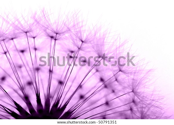 dandelion in purple
