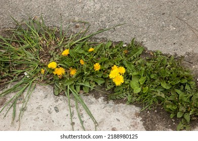 Dandelion Pushing Through Crack Concrete Stock Photo 2188980125 ...