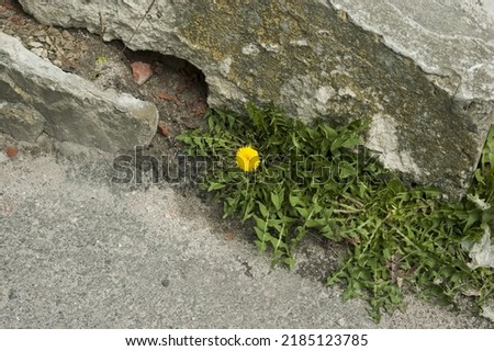 Similar – Mauerblümchen Farbfoto