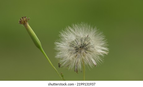 Dandelion Ready To Be Blown By The Wind. Green Insulation