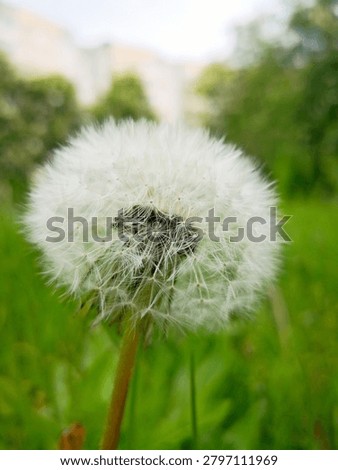 Dandelion, resembling a small white cloud descending to earth.