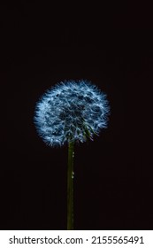 Dandelion Seed , Close Up .