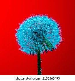 Dandelion Seed , Close Up .