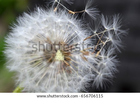 Dandelion seed close up. 