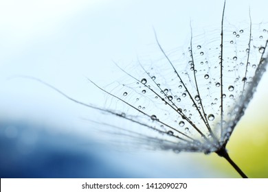 dandelion seed or goats bread flower seed against a light on blue sky - Shutterstock ID 1412090270