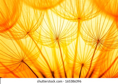 Dandelion seed in golden sunlight