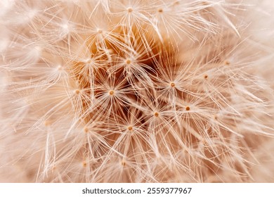 Dandelion seed head close up with seeds and fine fibers close-up. Concept of nature, fragility - Powered by Shutterstock