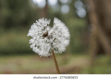 Dandelion seed head covered with tiny dewdrops against a soft green background in nature