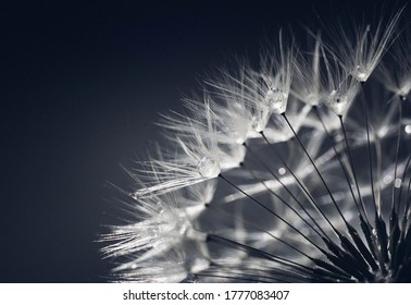 綿毛 High Res Stock Images Shutterstock