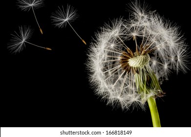 Dandelion Seed Head Isolated On A Black Background