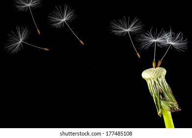 Dandelion Seed Head Isolated On A Black Background