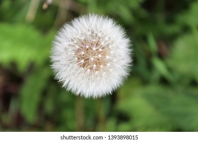 Dandelion Seed Head Seen During High Pollen Count Allergy Season