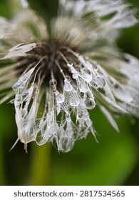 Dandelion Seed Head Weighed Down by Large Water Droplets, Macro