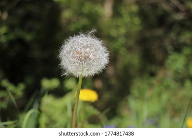 Dandelion Seed Heads Taken At County Kildare