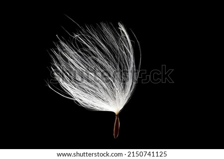 A dandelion seed on a black background