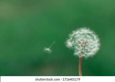 Dandelion seed pod in a beautiful background
