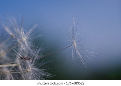 Dandelion seed with selective focus flying up to the sky with copy space. Freedom concept.