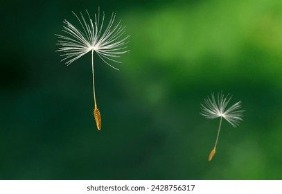 dandelion seed (Taraxacum Officinale)  fly - Powered by Shutterstock