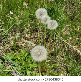 Dandelion seed White dandelion  Dandelion clock, 