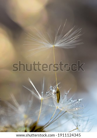 Similar – Foto Bild Kleines, haariges Blümchen im Gegenlicht