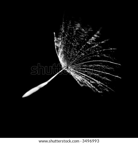 A Dandelion Seed in the Wind