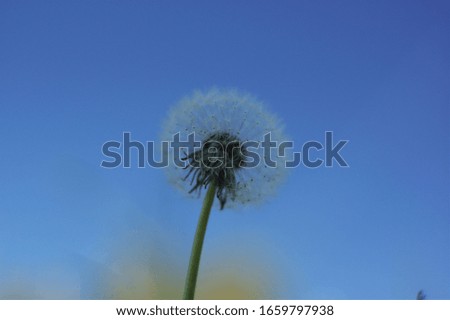 Similar – Nose cleaner? Flower Grass