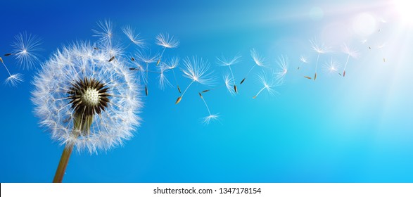 Dandelion With Seeds Blowing Away Blue Sky
