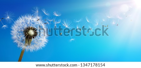 Dandelion With Seeds Blowing Away Blue Sky
