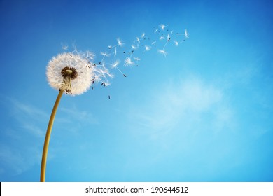 Kronleuchter mit Samen, die im Wind über einen klaren blauen Himmel mit Kopienraum hinwegblasen
