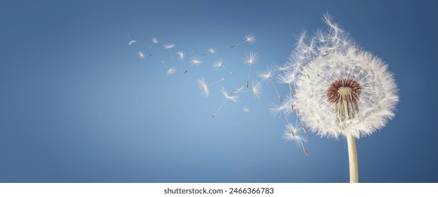 Dandelion with seeds blowing away in the wind across a clear blue sky with copy space