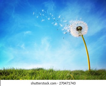 Kronleuchter mit Samen, die im Wind über einen klaren blauen Himmel mit Kopienraum hinwegblasen