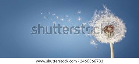 Similar – Image, Stock Photo Dandelion time in the center