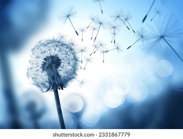 Dandelion seeds blowing in the wind across a cool field background, conceptual image meaning change, growth, movement and direction. - Powered by Shutterstock