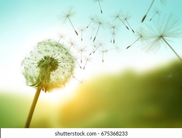 Dandelion seeds blowing in the wind across a summer field background, conceptual image meaning change, growth, movement and direction.