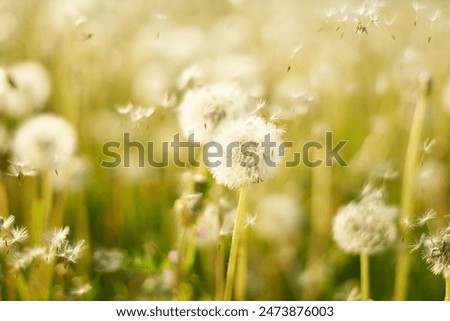 Image, Stock Photo A meadow with dandelions and dandelions in the morning dew.