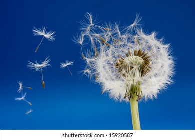 Dandelion Seeds Blown In The Wind