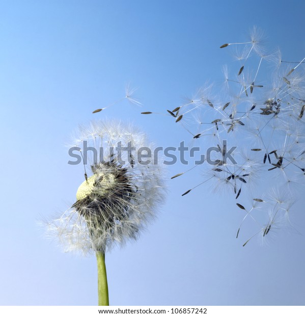 dandelion seeds in blue
back