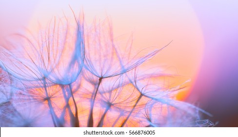 Dandelion Seeds In Close Up. Natural Abstract Macro Background.