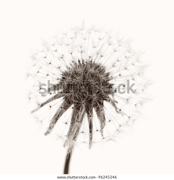 Dandelion Seeds Colored Black White Photo Stock Photo 96245246 ...